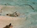 Scorpaena porcus